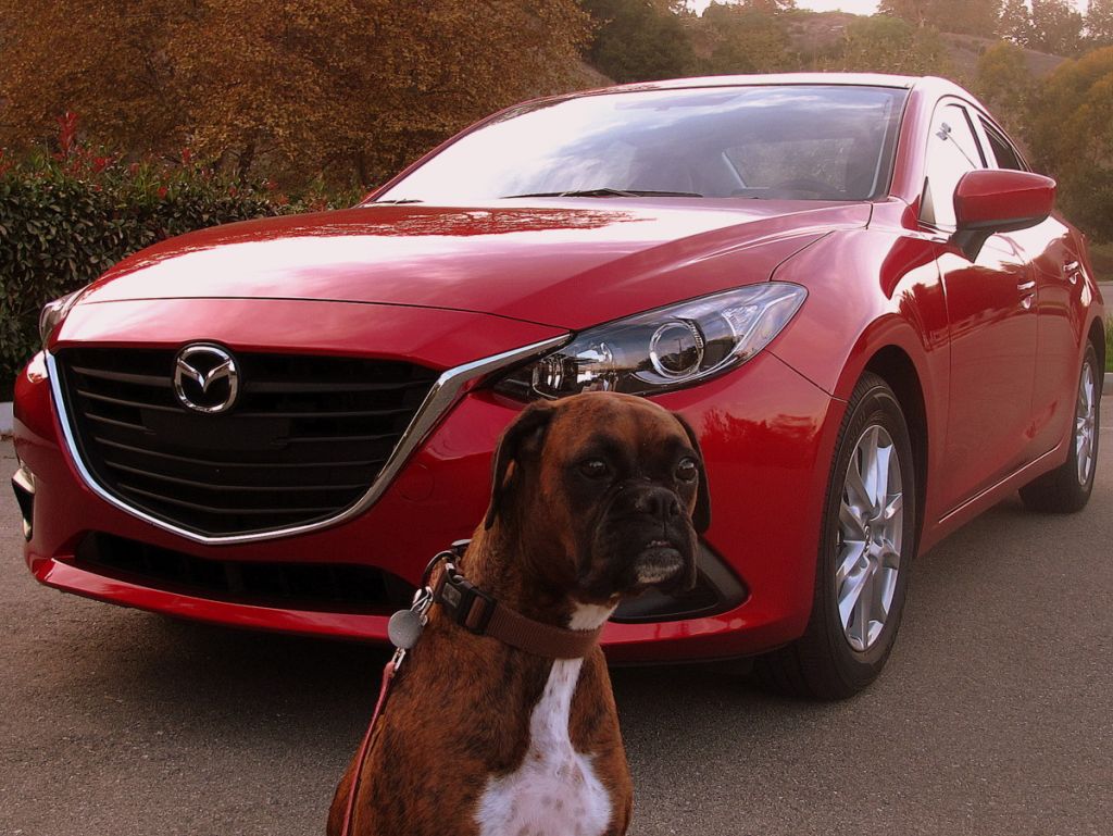 2015_Mazda3_Roxy_cute_dog